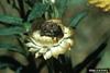 Bumble Flower Beetle (Euphoria inda)