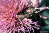 Bumble Flower Beetle (Euphoria inda)