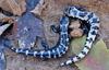 A pair of Marbled Salamander (Ambystoma opacum)