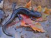 An atypical Spotted Salamander (Ambystoma maculatum)