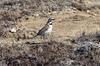 Horned Lark (Eremophila alpestris)