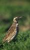 Western Meadowlark (Sturnella neglecta)