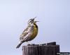 Western Meadowlark (Sturnella neglecta)