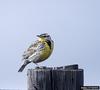 Western Meadowlark (Sturnella neglecta)