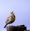 Western Meadowlark (Sturnella neglecta)