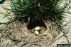 Horned Lark eggs in nest (Eremophila alpestris)