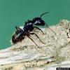 Black Carpenter Ant (Camponotus pennsylvanicus)