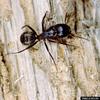 Black Carpenter Ant (Camponotus pennsylvanicus)