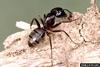 Black Carpenter Ant (Camponotus pennsylvanicus)