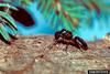 Carpenter Ant (Camponotus sp.)