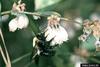 Carpenter Bee (Xylocopa virginica)