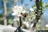 Carpenter Bee (Xylocopa virginica)