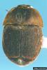 Small Hive Beetle (Aethina tumida)