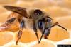 Western Honeybee (Apis mellifera)