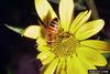 Western Honeybee (Apis mellifera)