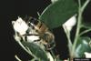 Western Honeybee (Apis mellifera)