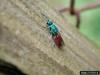 Ruby-tailed Wasp (Chrysis ignita)