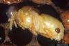 Honey Bee Varroa Mite (Varroa destructor)