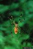 Golden Silk Spider (Nephila clavipes)