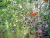 Golden Silk Spider (Nephila clavipes)