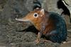 Giant Elephant Shrew (Rhynchocyon petersi)