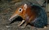 Giant Elephant Shrew (Rhynchocyon petersi) 1501