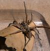 Spider in tupperware 1