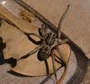 Spider in tupperware 2