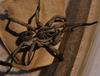Spider in tupperware 3