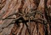 Spider set free