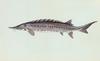 Atlantic Sturgeon (Acipenser oxyrhynchus)