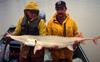 Pallid Sturgeon (Scaphirhynchus albus)