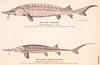 Lake Sturgeon (Acipenser fulvescens)