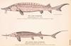 Lake Sturgeon (Acipenser fulvescens)