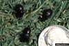 Scarab Beetle (Aphodius omissus omissus)