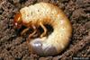 Scarab Beetle larva (Scarabaeidae)