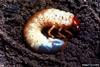 Scarab Beetle larva (Scarabaeidae)