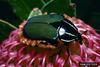 Scarab Beetle (Scarabaeidae)