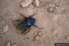 Scarab Beetle (Scarabaeidae)