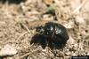 Dung Beetle (Scarabaeidae)