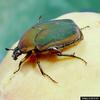 Green June Beetle (Cotinis nitidus)