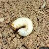 Green June Beetle larva (Cotinis nitidus)