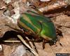 Green June Beetle (Cotinis nitidus)