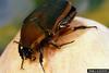 Green June Beetle (Cotinis nitidus)