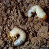 June Beetle larvae (Phyllophaga sp.)