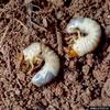 June Beetle larvae (Phyllophaga sp.)