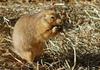 Black-tailed Prairie Dog (Cynomys ludovicianus)1511