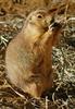 Black-tailed Prairie Dog (Cynomys ludovicianus)1512