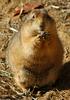 Black-tailed Prairie Dog (Cynomys ludovicianus)1513