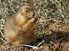 Black-tailed Prairie Dog (Cynomys ludovicianus)1514